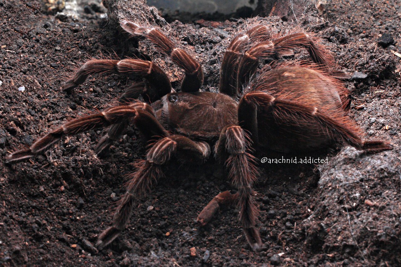 Pamphobeteus sp. "Ecuador".