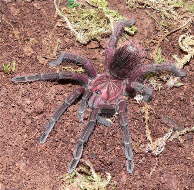 Pamphobeteus sp. "Ecuador"