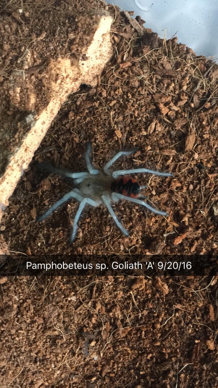 Pamphobeteus sp. Goliath/Santa Domingo Goliath