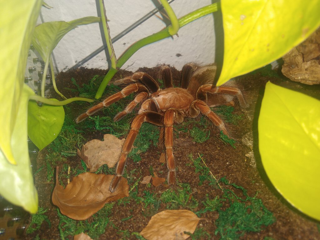 Pamphobeteus sp. "Light"