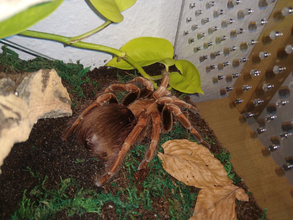 Pamphobeteus sp. "Light"