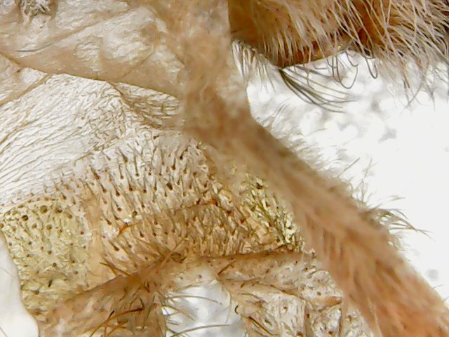 Pamphobeteus sp. machala 2" (1/3)