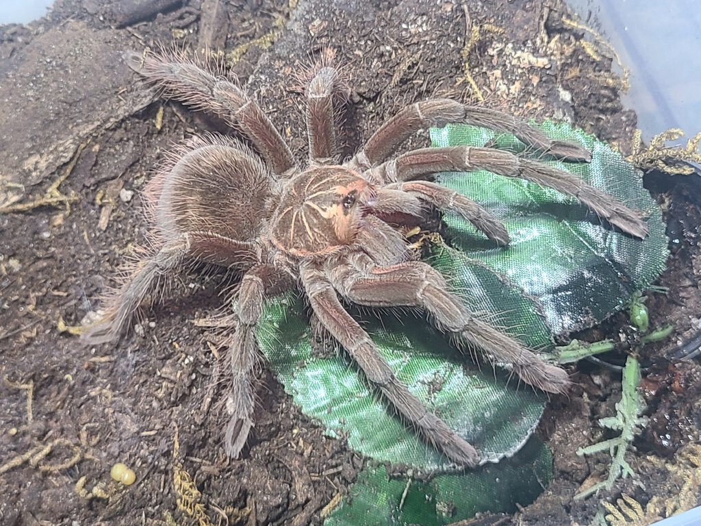 Pamphobeteus sp. Machala 4" juvie female