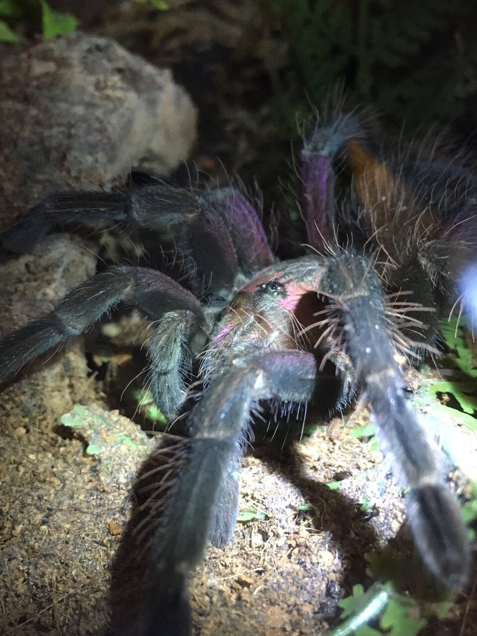 Pamphobeteus sp. machala juvenile male 4” dls