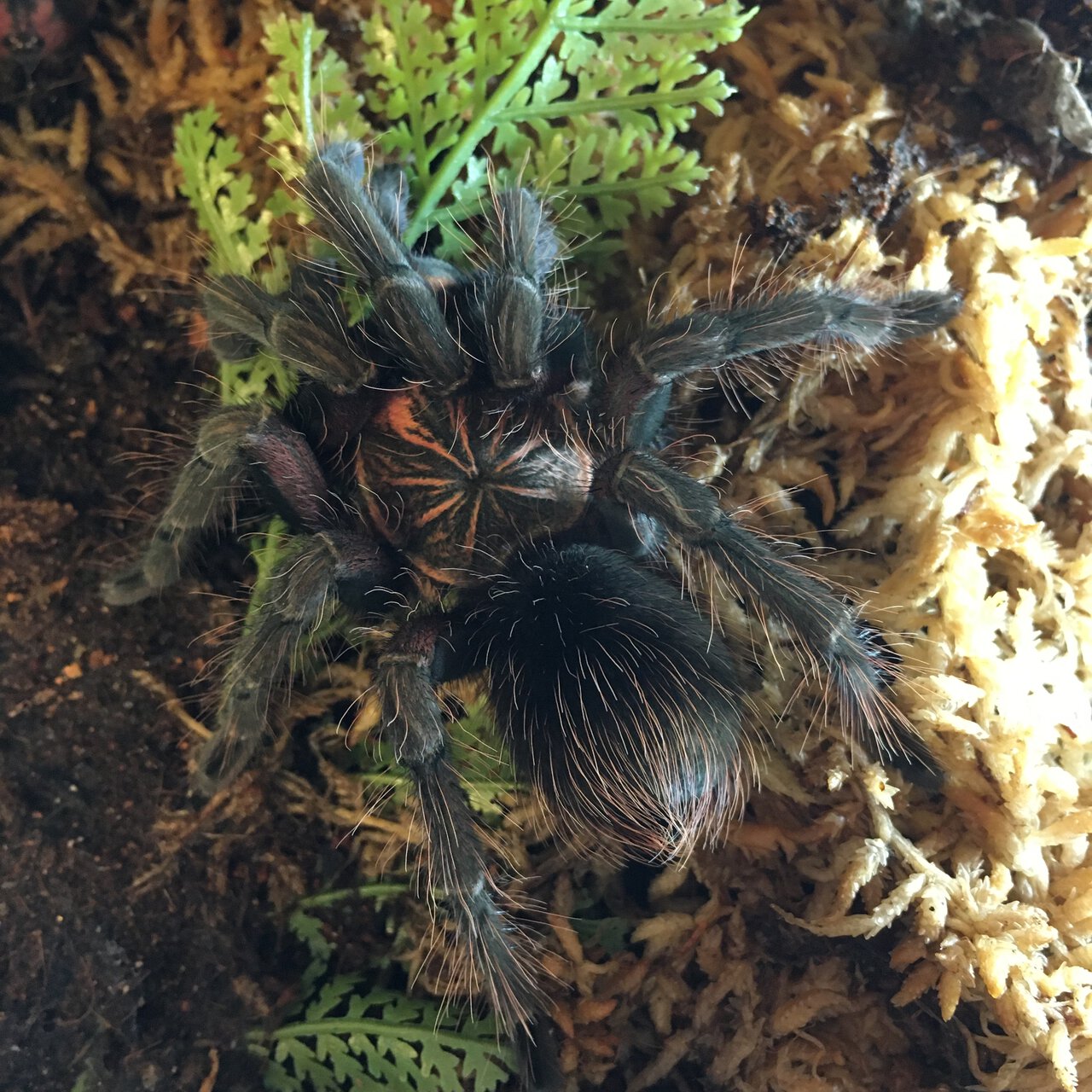 Pamphobeteus sp. machala juvenile male 5” dls