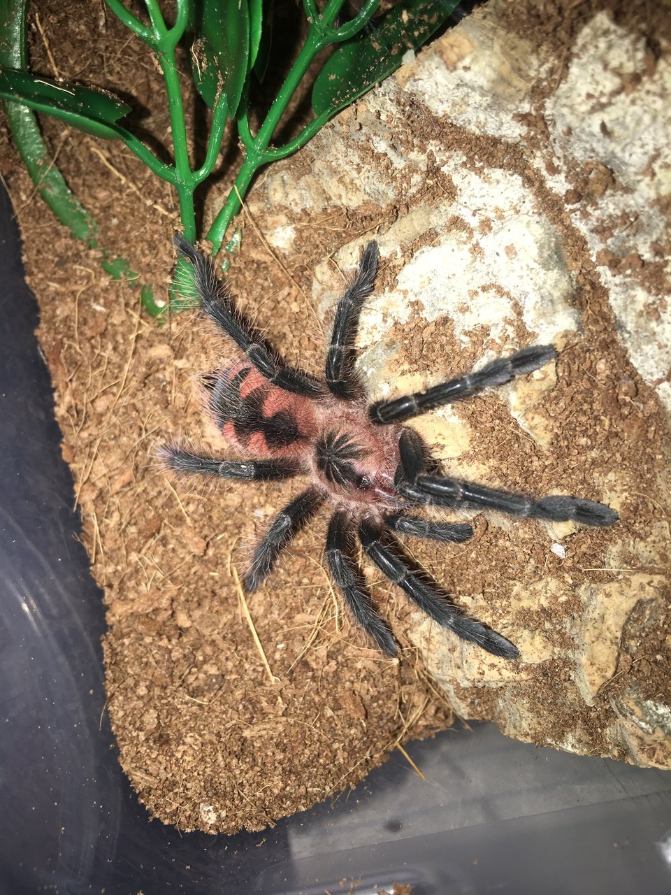 Pamphobeteus sp "machala"