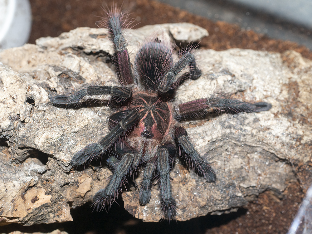 Pamphobeteus sp machala