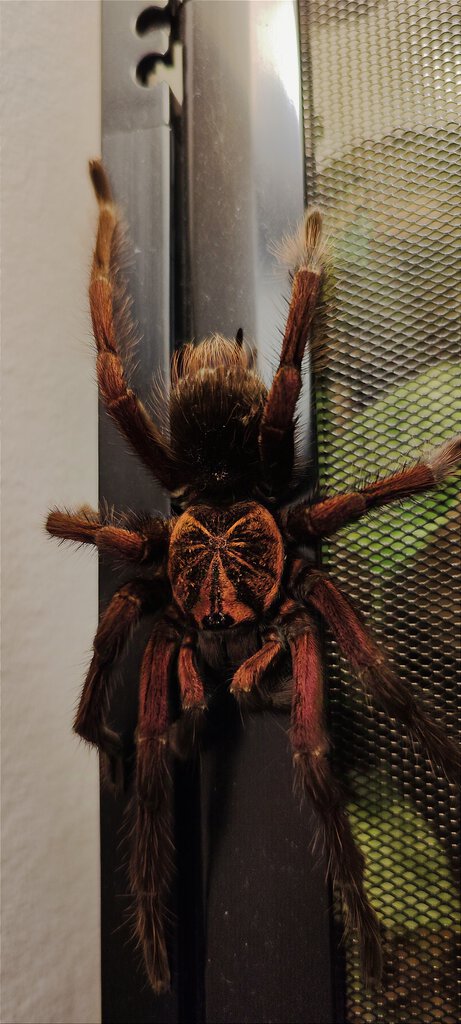 Pamphobeteus sp. machala