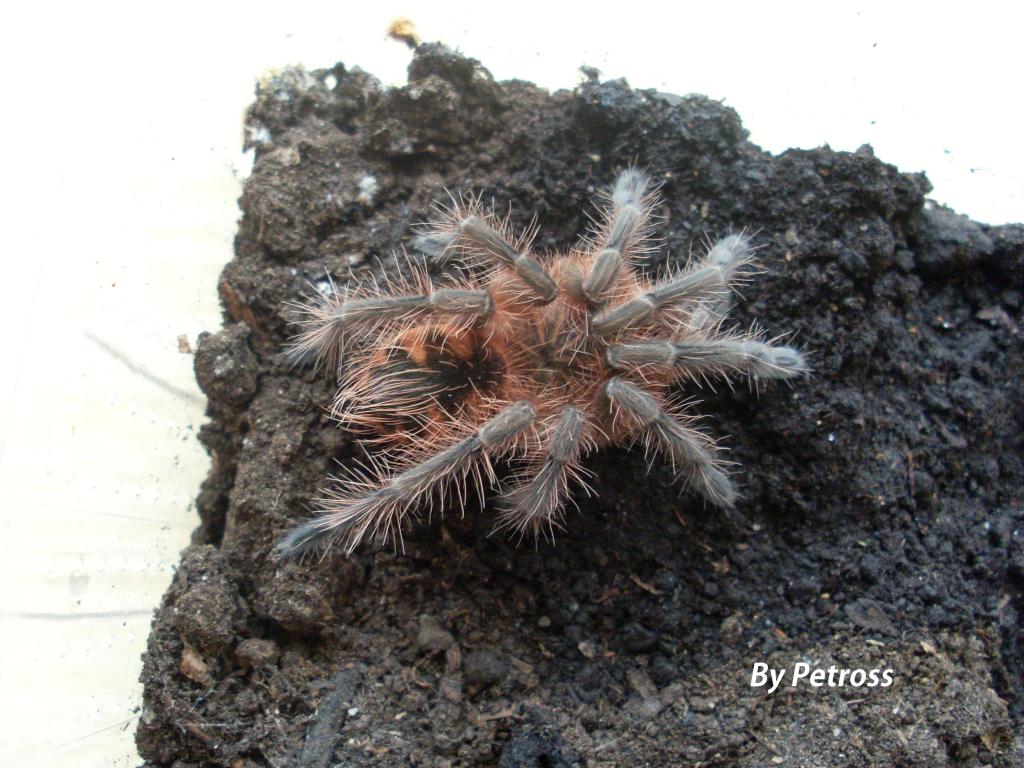 Pamphobeteus sp. Machalla