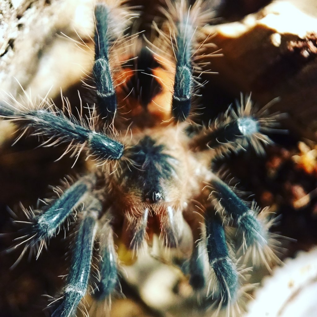 Pamphobeteus sp machalla