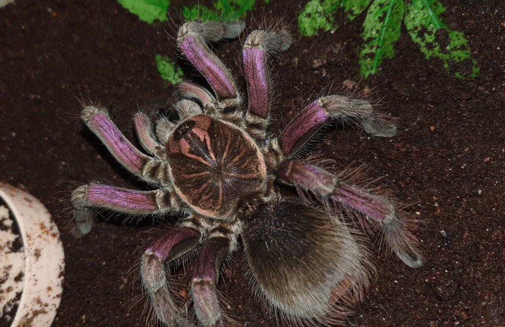 Pamphobeteus sp. machalla