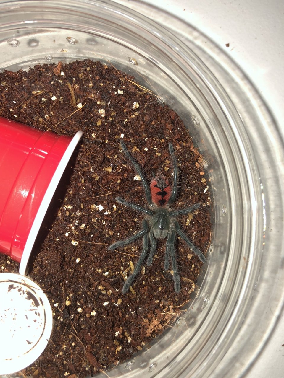 Pamphobeteus sp. magna