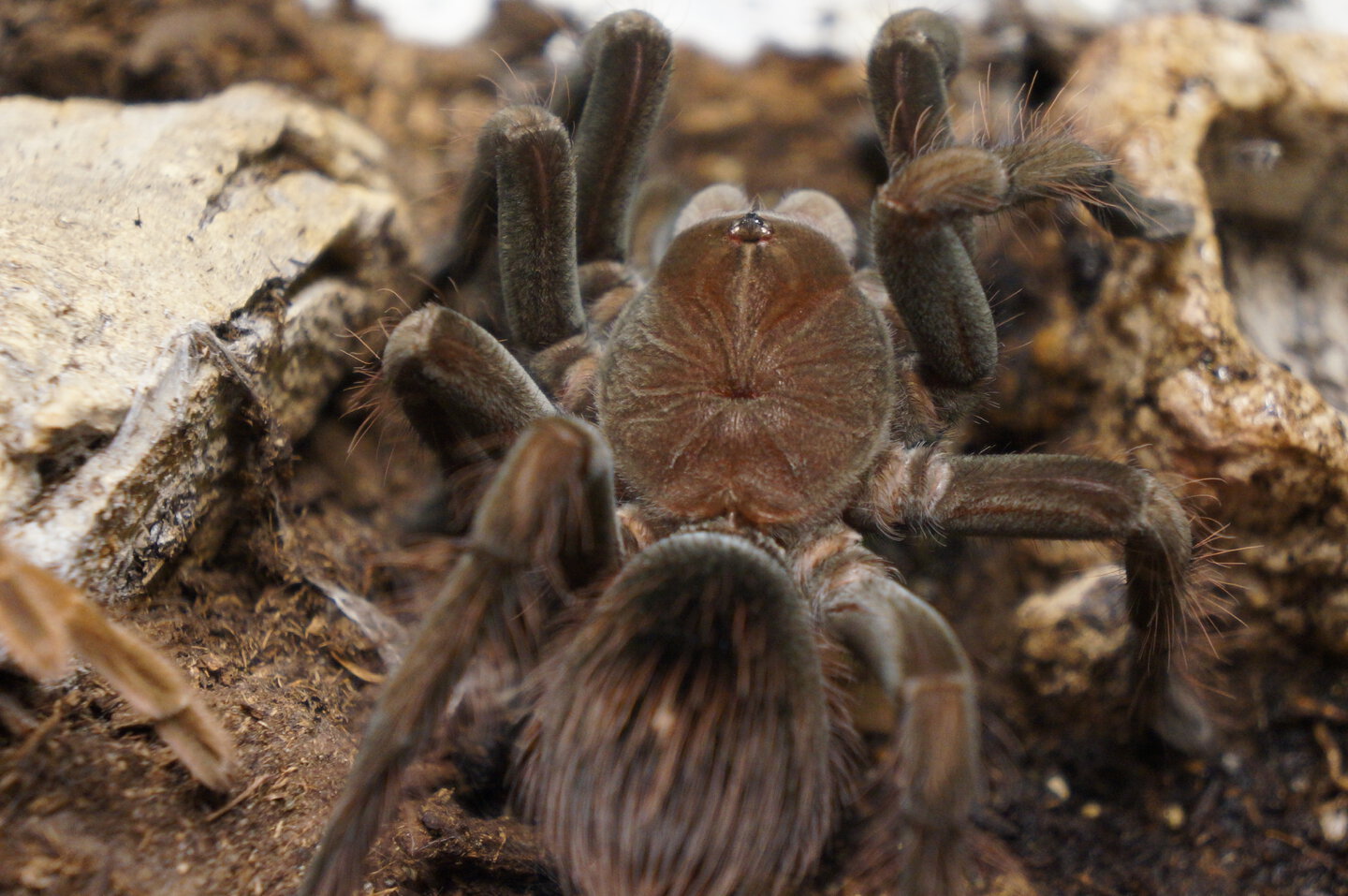 Pamphobeteus sp magnanegra