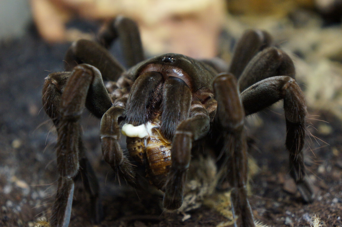 Pamphobeteus sp manabi