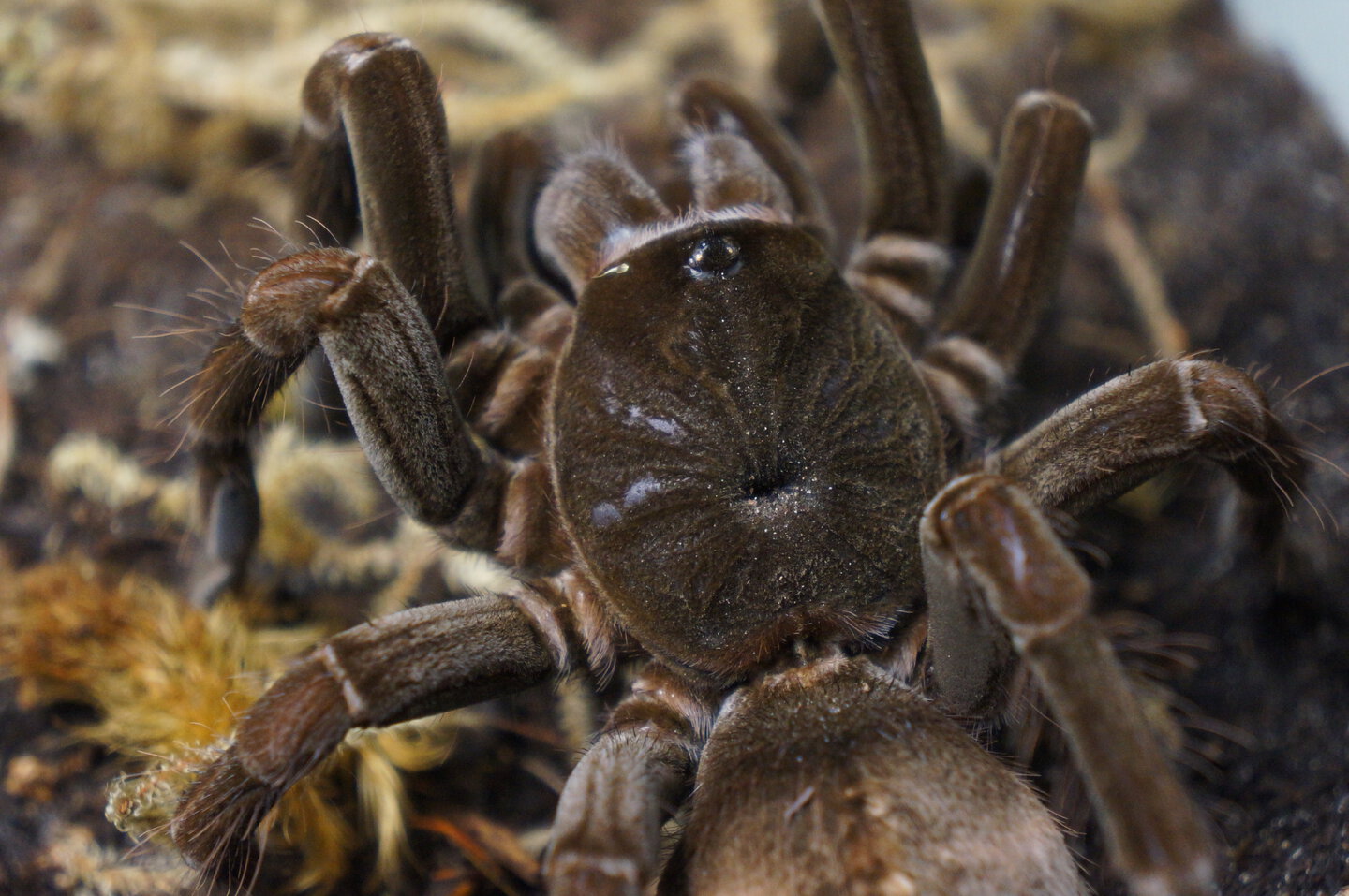 Pamphobeteus sp manabi