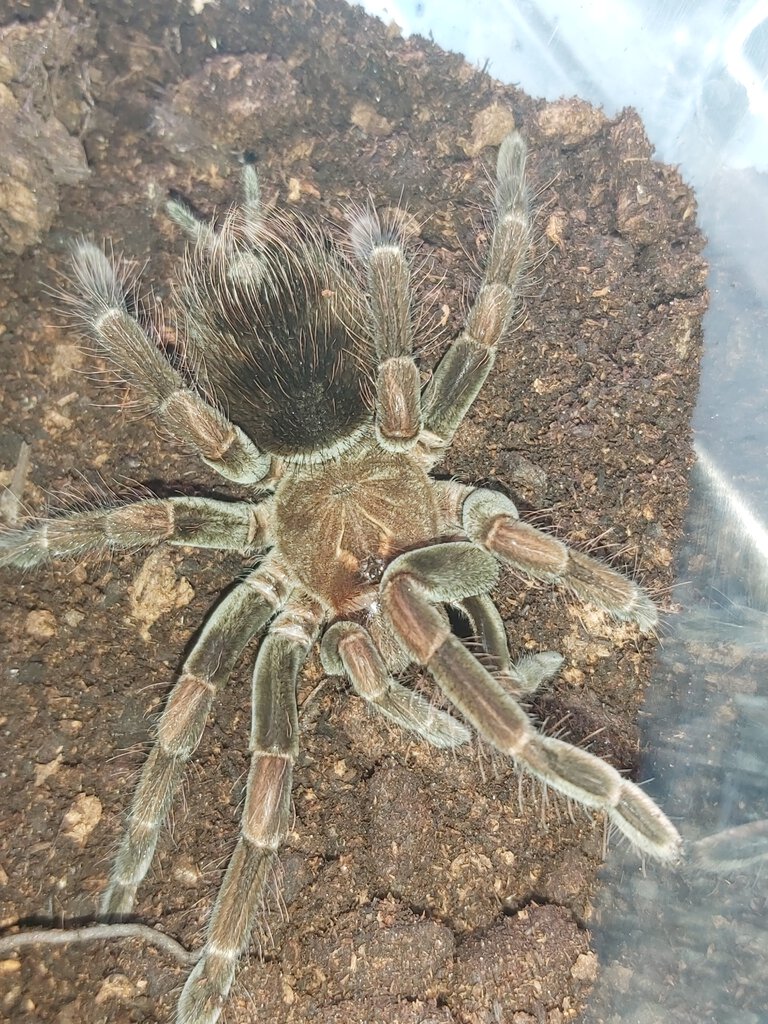 Pamphobeteus sp Manga Negra