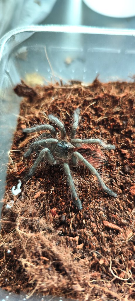 Pamphobeteus sp. manganegra