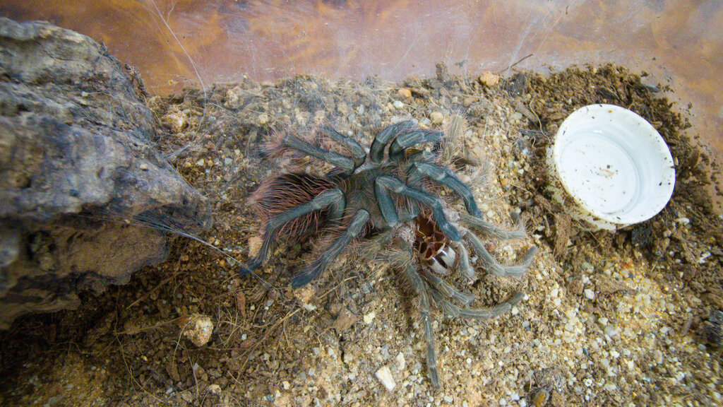 Pamphobeteus sp. Mascara