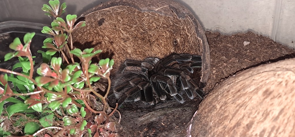 Pamphobeteus sp. 'mascara'