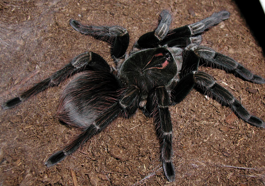 Pamphobeteus sp. "nigricolor"