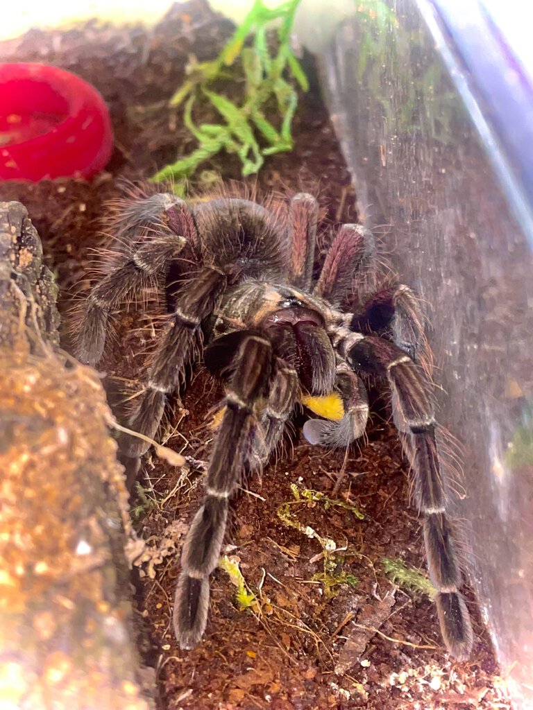 Pamphobeteus sp. platyomma juvenile male enjoying a mid-week treat.