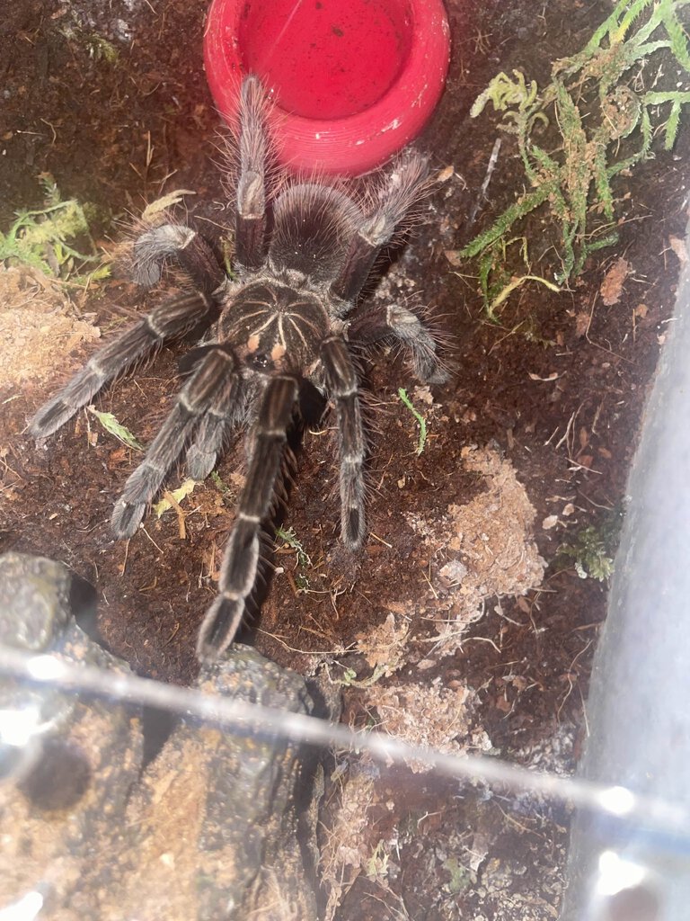 Pamphobeteus sp. platyomma revealing himself after a nice meal