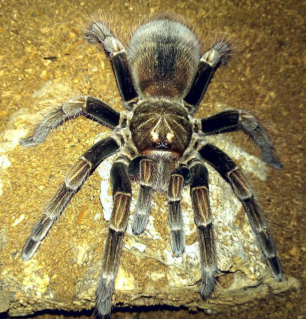 Pamphobeteus sp. Platyomma