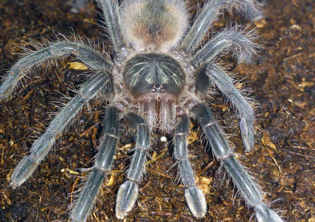 Pamphobeteus sp platyomma