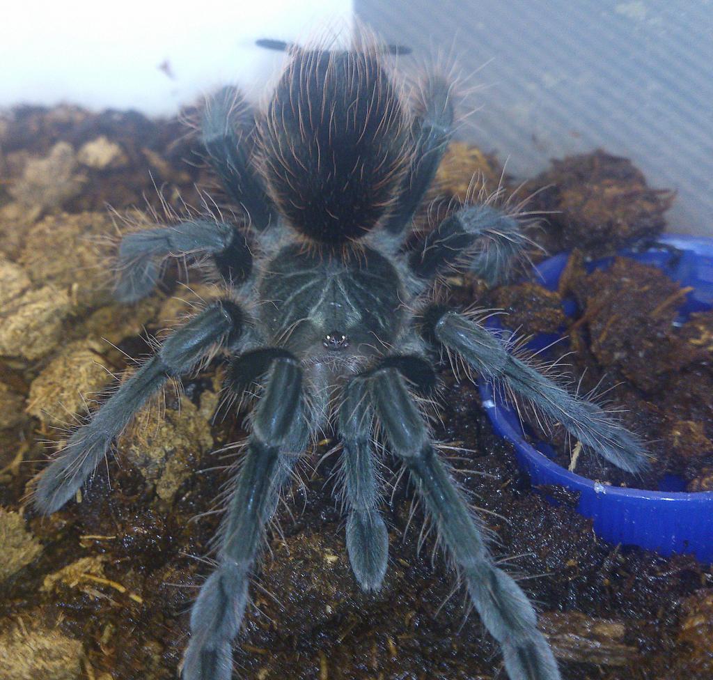 Pamphobeteus sp platyomma