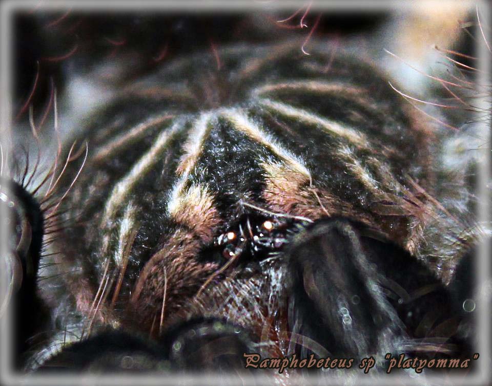 Pamphobeteus sp platyomma