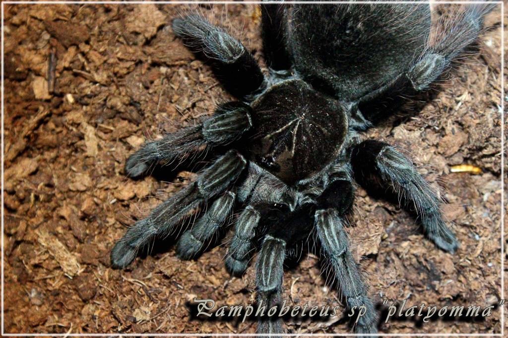 Pamphobeteus sp platyomma