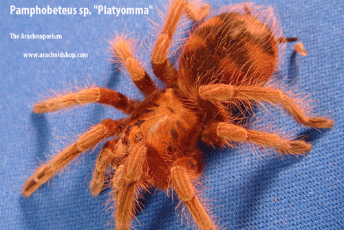 Pamphobeteus sp. platyomma
