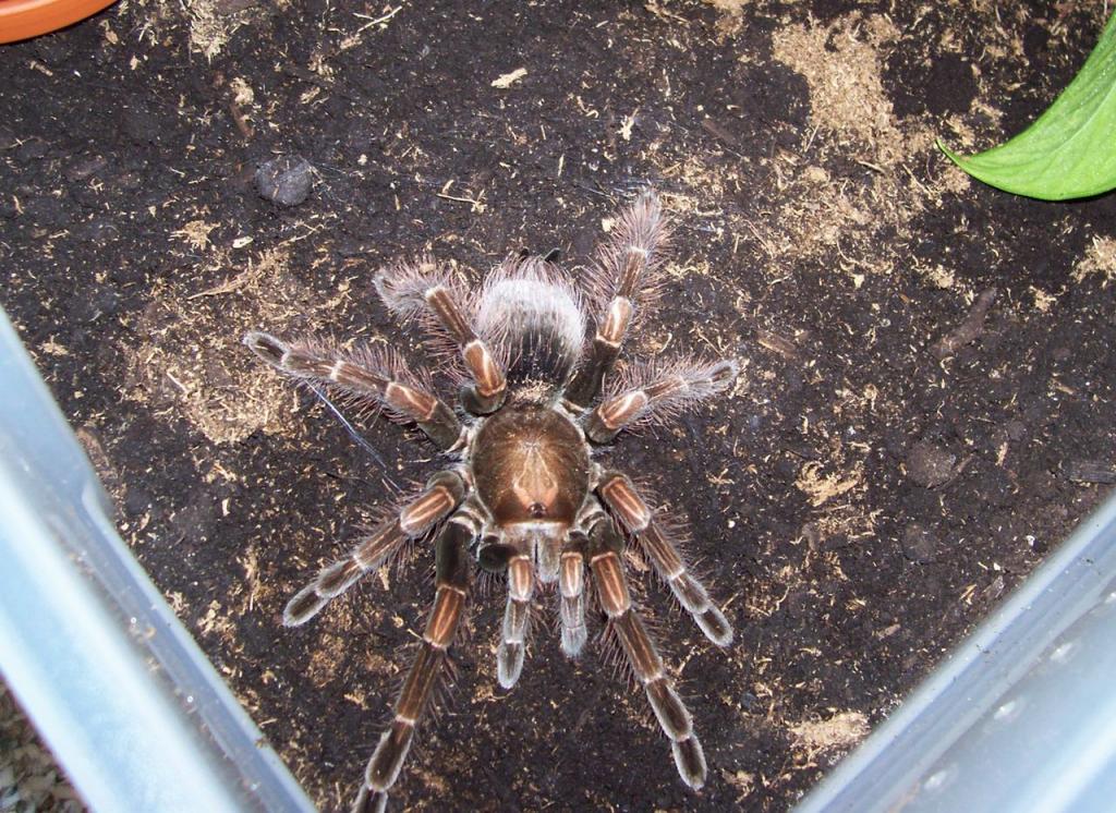 Pamphobeteus sp. "platyomma"