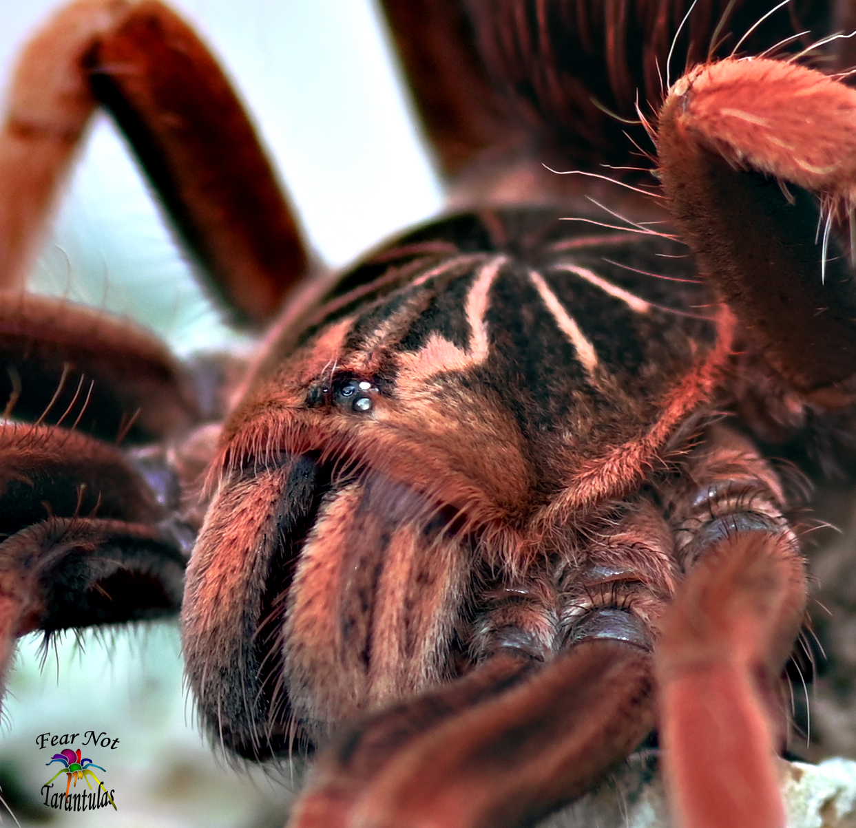 Pamphobeteus sp. solaris Freshly molted female