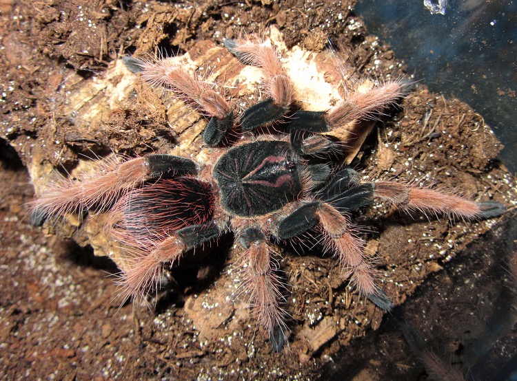 Pamphobeteus sp. 'solaris'