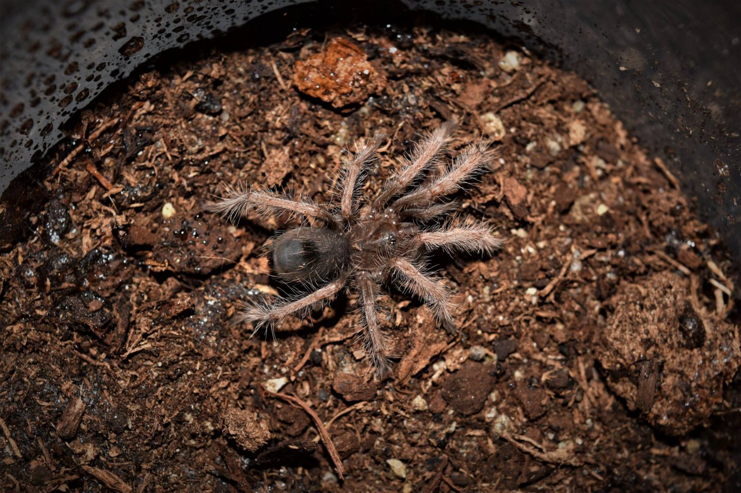 Pamphobeteus sp. solaris