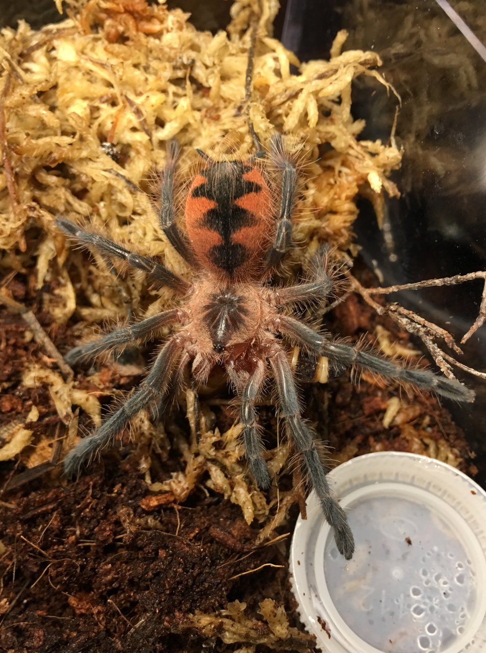 Pamphobeteus sp. "South Ecuador II"