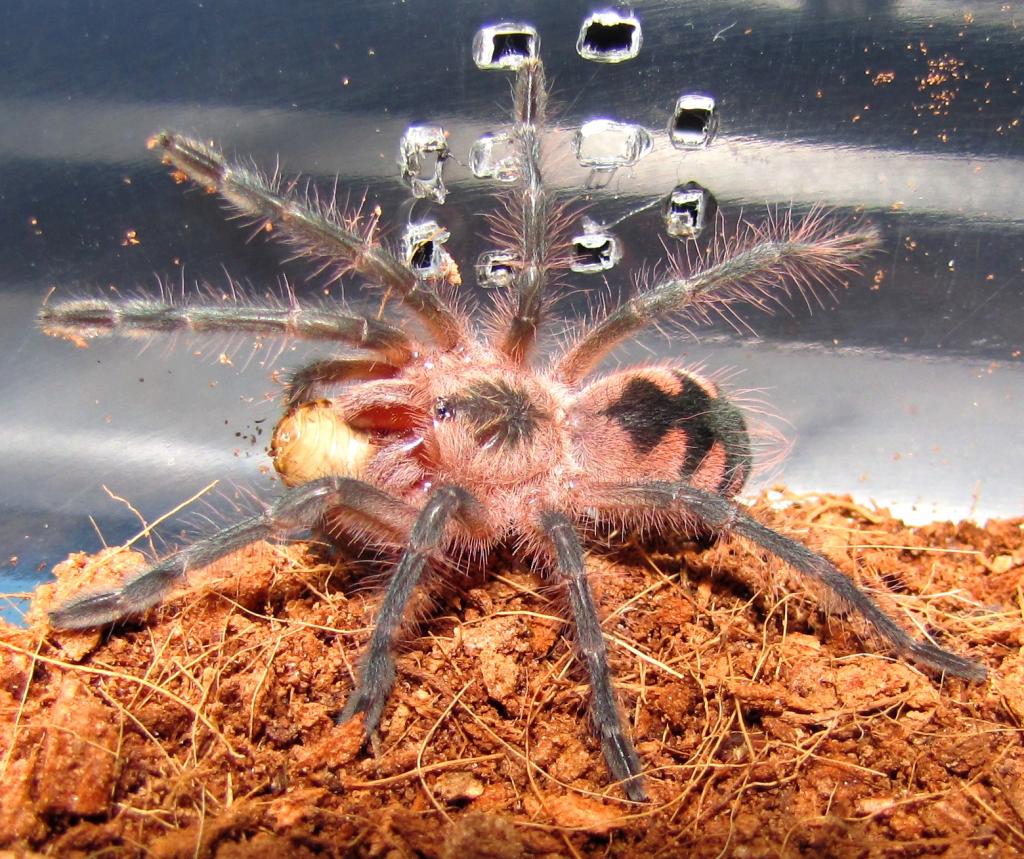 Pamphobeteus Sp. "south Ecuador" Sling