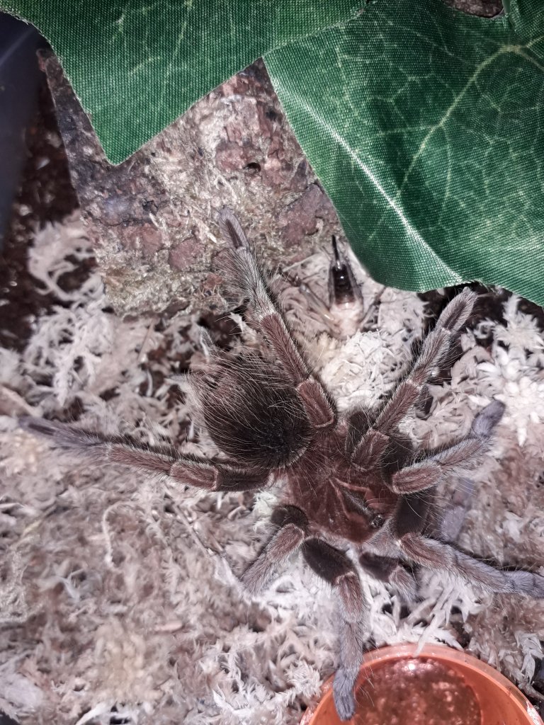 Pamphobeteus sp. "tigris"