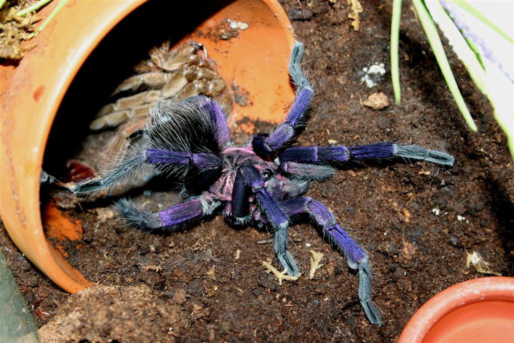 Pamphobeteus sp2. "Ecuador"