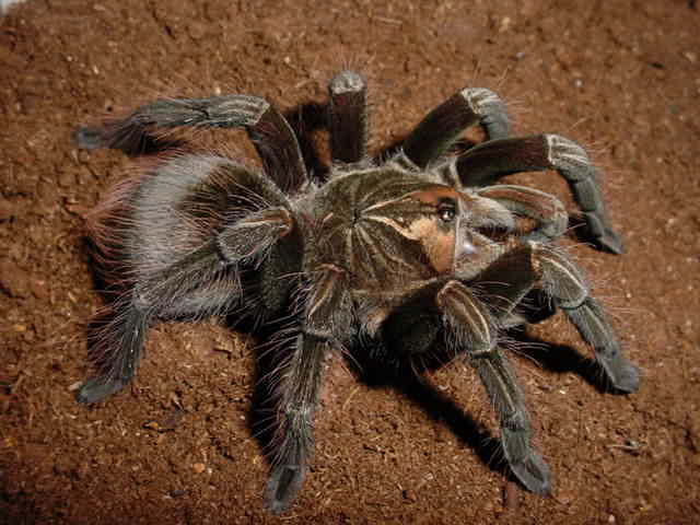 Pamphobeteus sp2 (Equador)