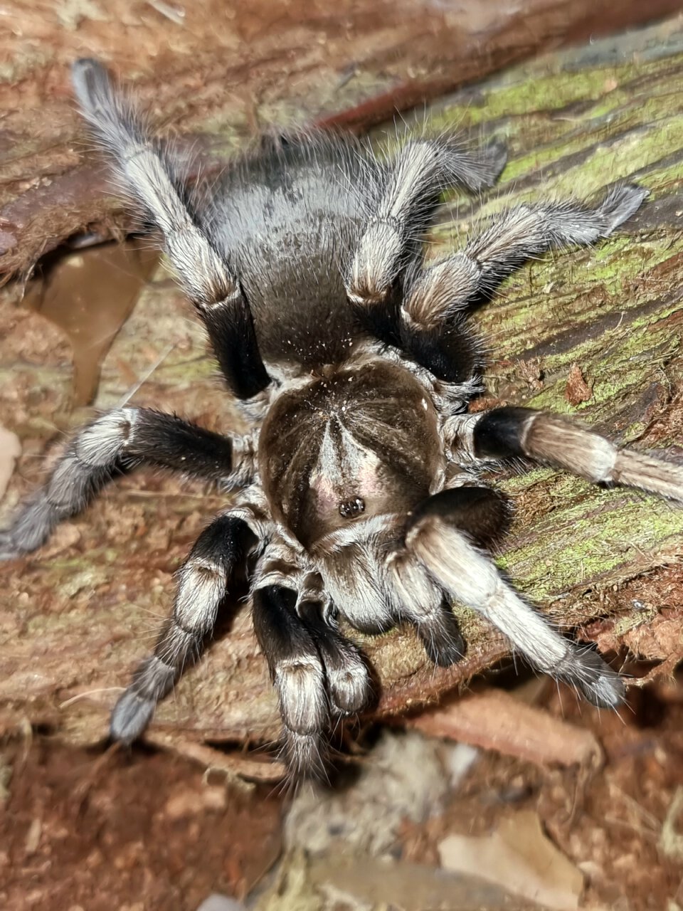 Pamphobeteus ultramarinus (F)