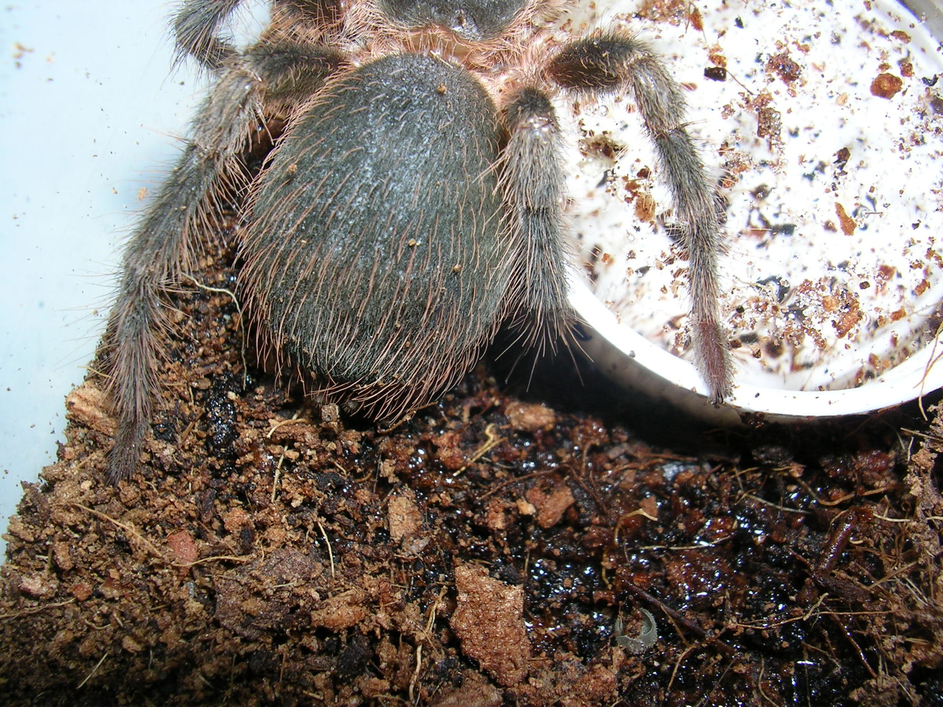 Pamphobeteus ultramarinus