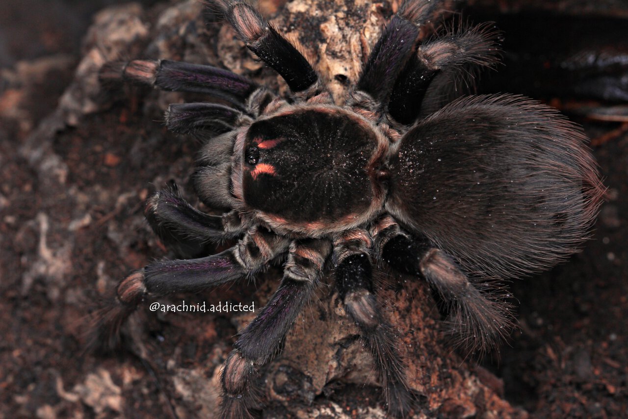 Pamphobeteus ultramarinus.