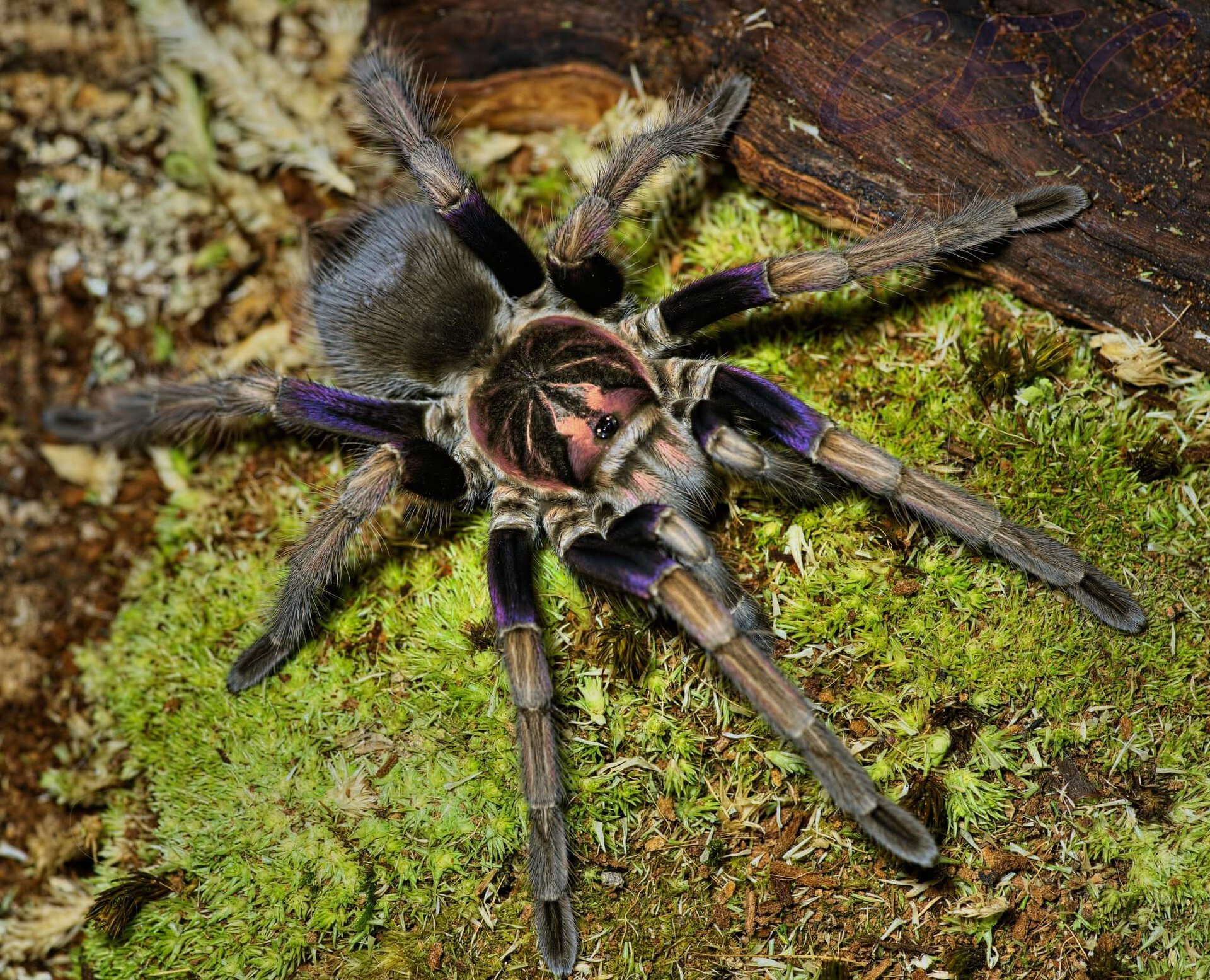 Pamphobeteus ultramarinus