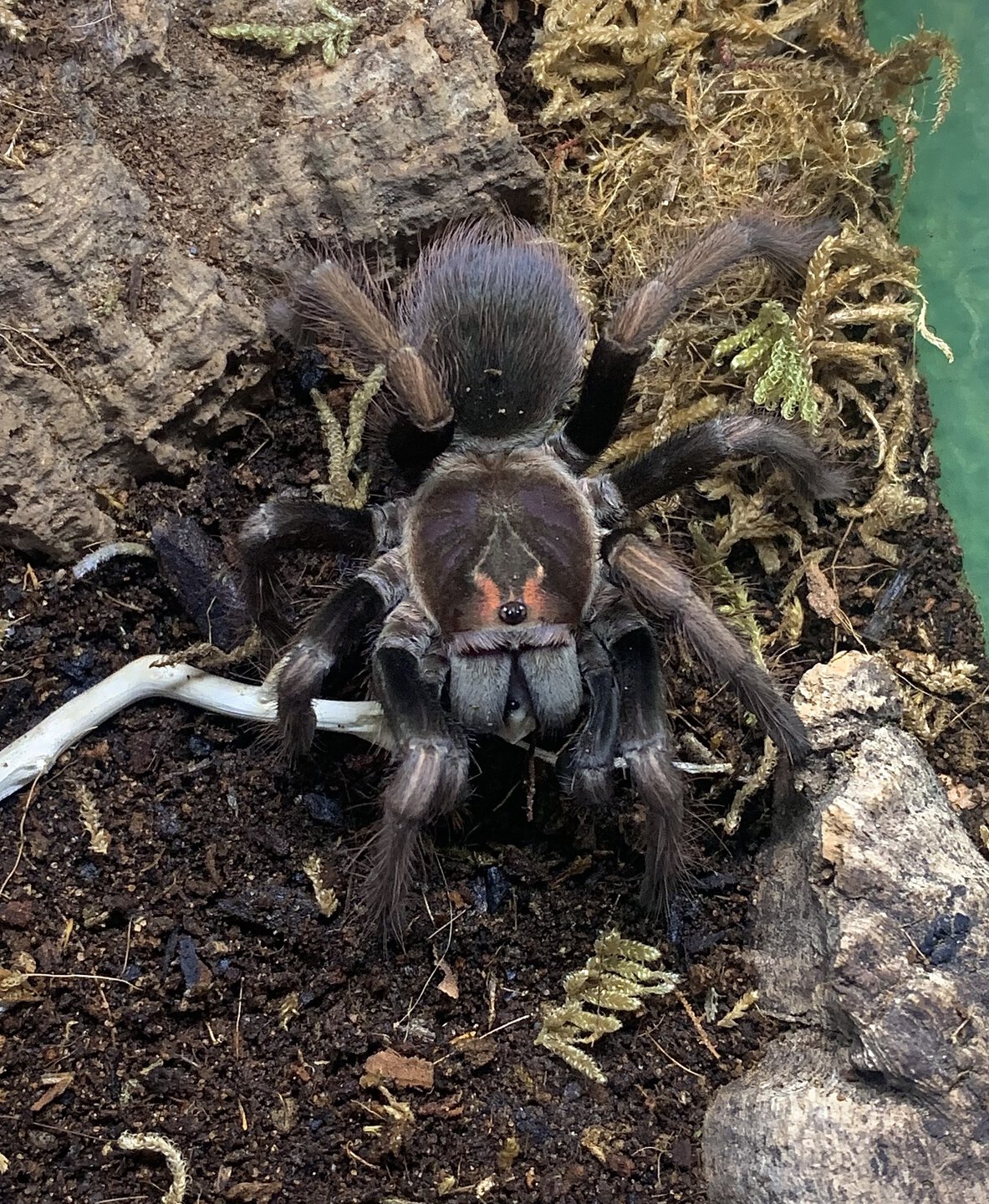 Pamphobeteus ultramarinus