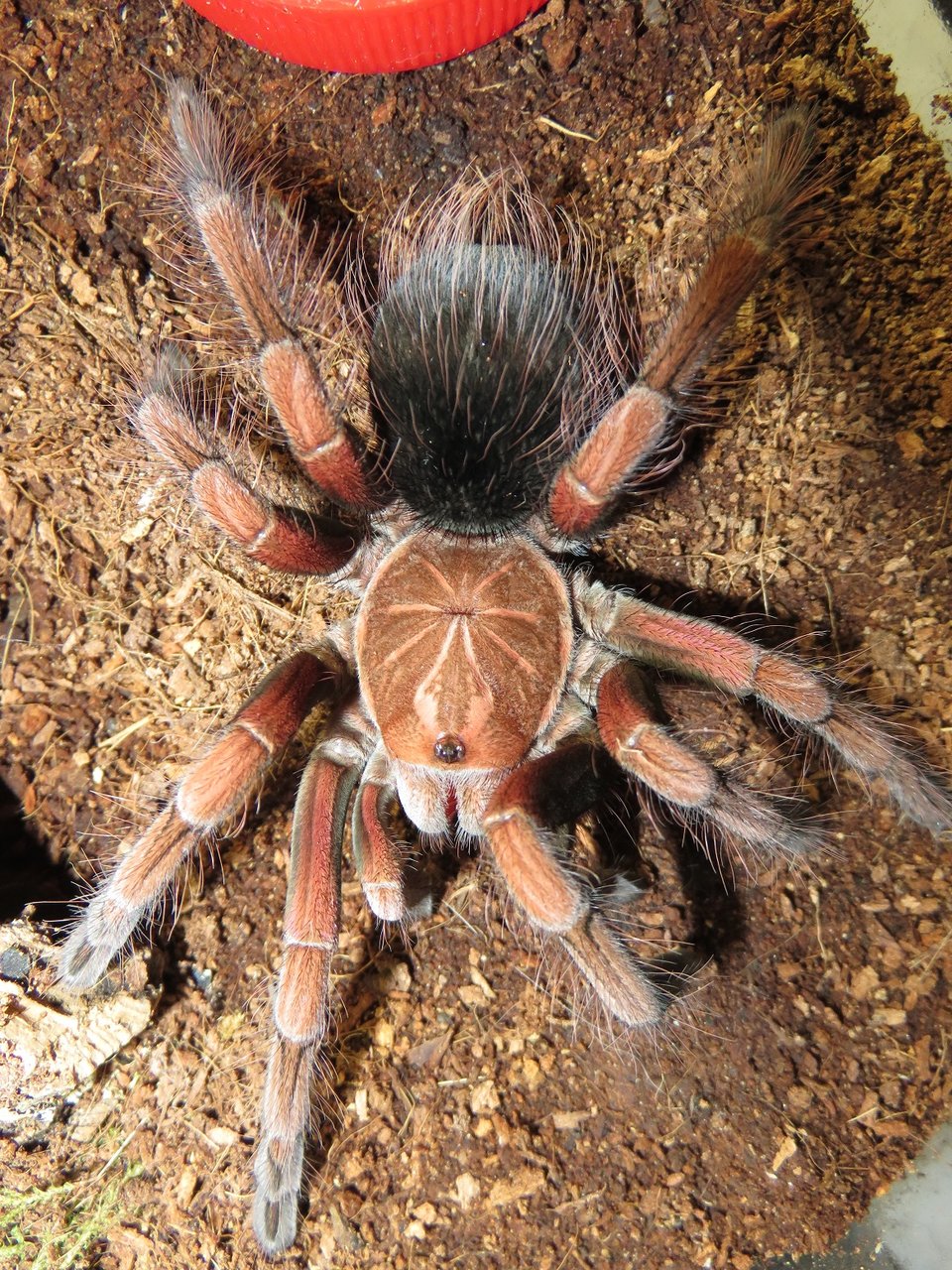 Pamphobeteus vespertinus, subadult male | Arachnoboards