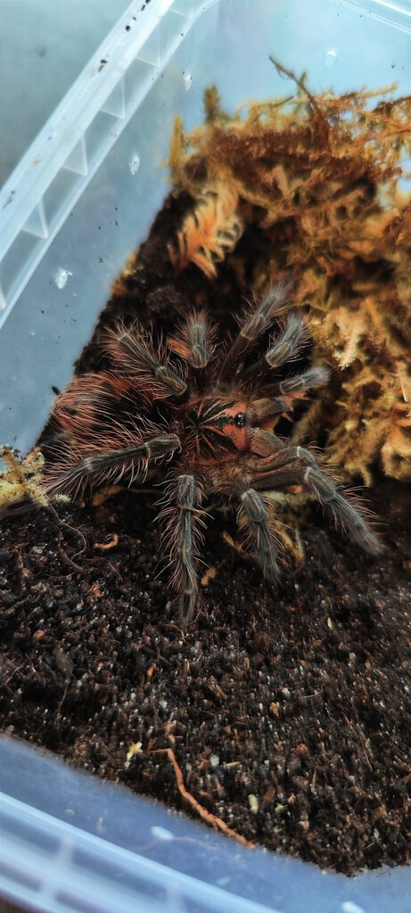 Pamphobeteus vespertinus