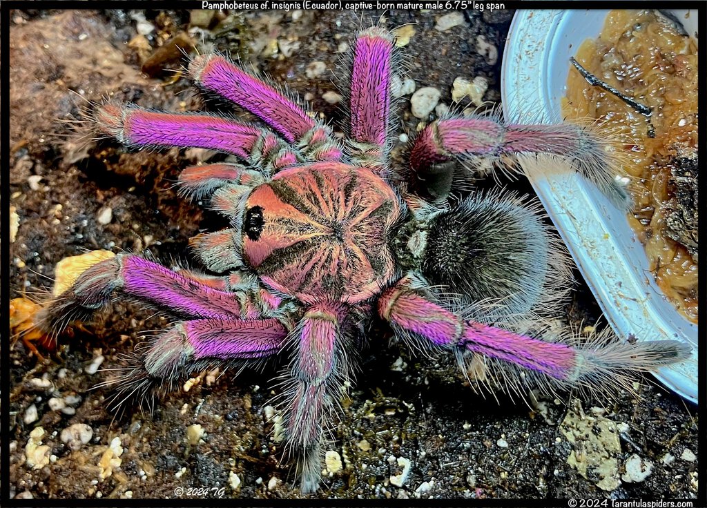 Pamphobeteus_cf_insignis_Ecuador(MM)6.75in_MM1.jpeg