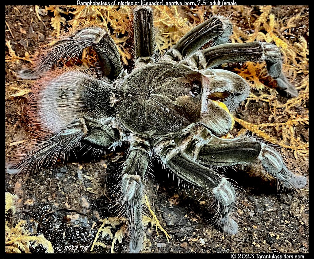 Pamphobeteus_cf_nigricolor_Ecuador(f)7.5in_AD1.jpeg